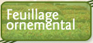 Feuillage ornemental ...