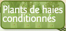 Plants de haies conditionns
