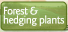 forest and hedging plants