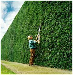 packed hedging plants