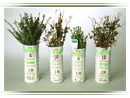 packed hedgingplants plants tubes